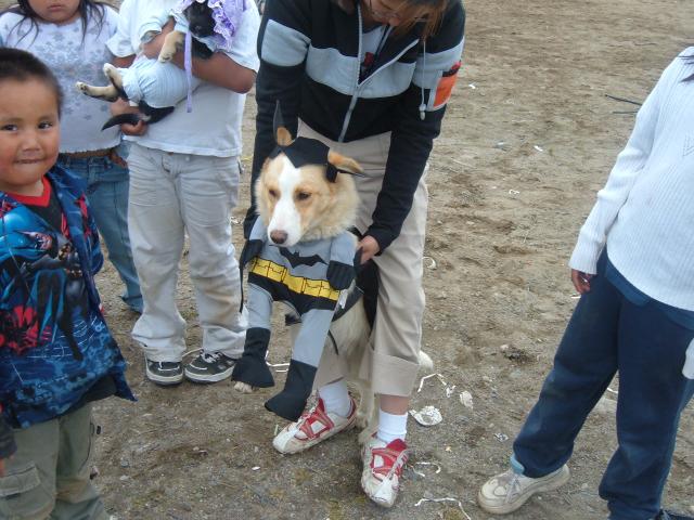 Dog getting dolled up