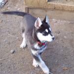 Siberian Huskies For Sale