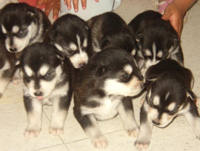 A close up of the husky puppies.