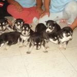 Another pic of the puppies.