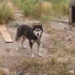 A picture of the male husky.
