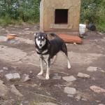 A picture of the female husky.