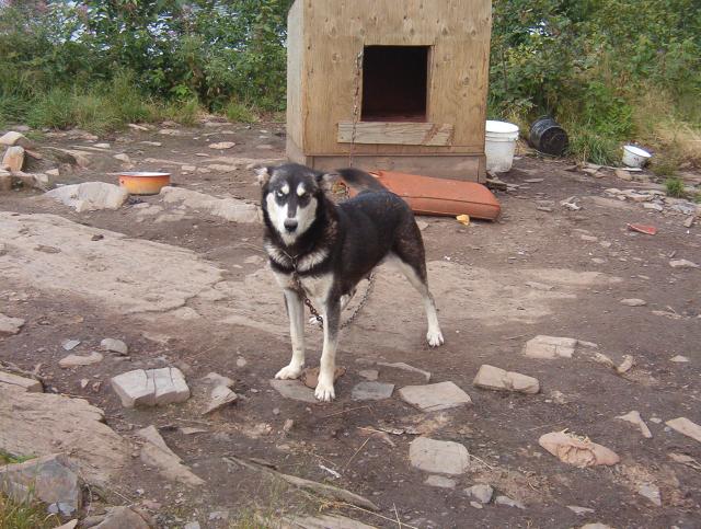 A picture of the female husky.