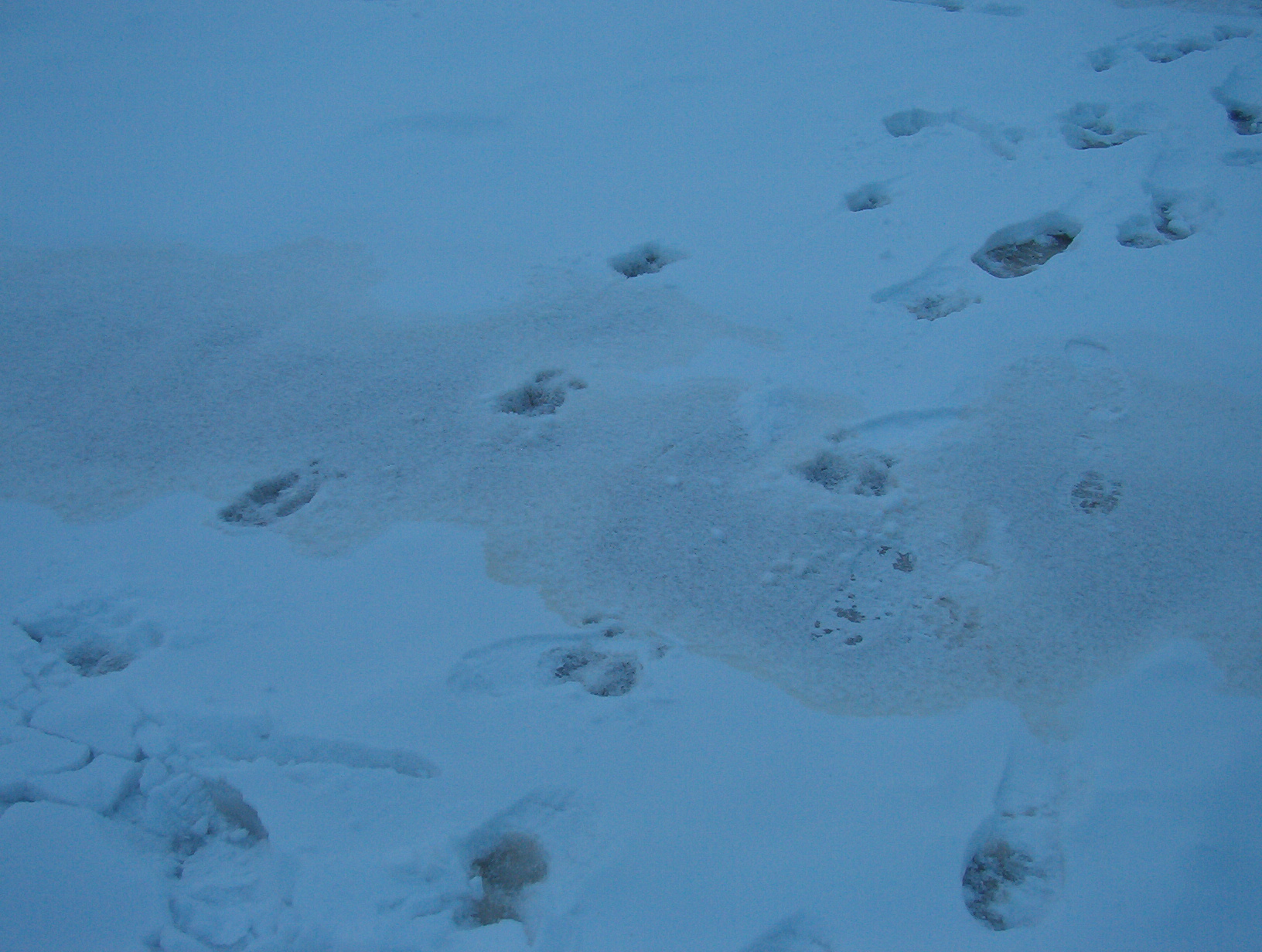 Moose tracks, just missed them, two of them.