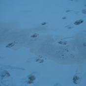 Moose tracks, just missed them, two of them.