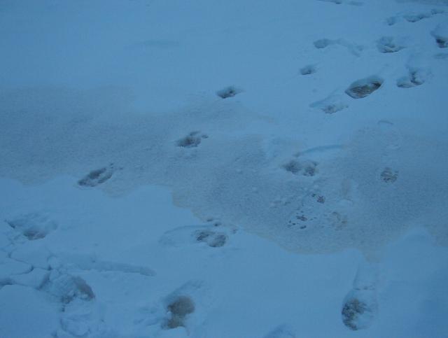 Moose tracks, just missed them, two of them.