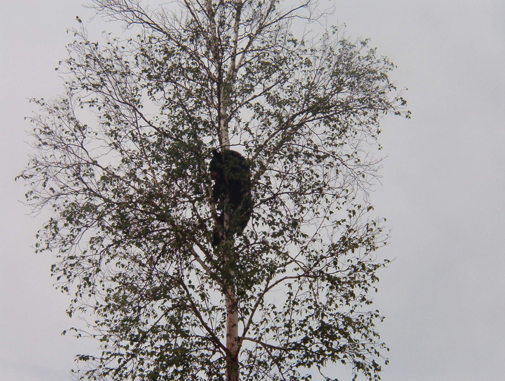 A bear stuck up in a tree, but was shot last night.