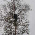 A bear stuck up in a tree, but was shot last night.