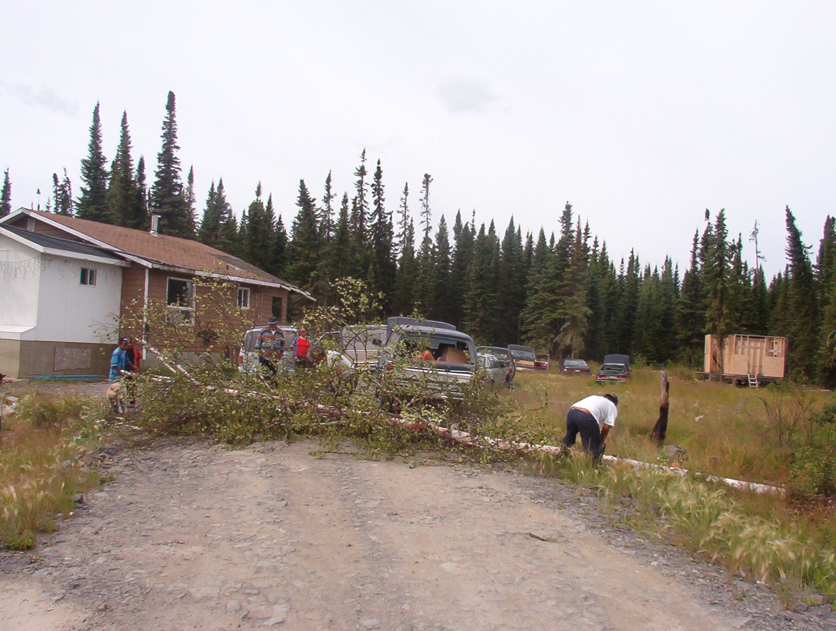 And the tree is down.