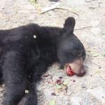 Apparently it was shot right in the mouth.