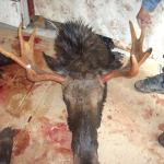 October 08 Hunting Week