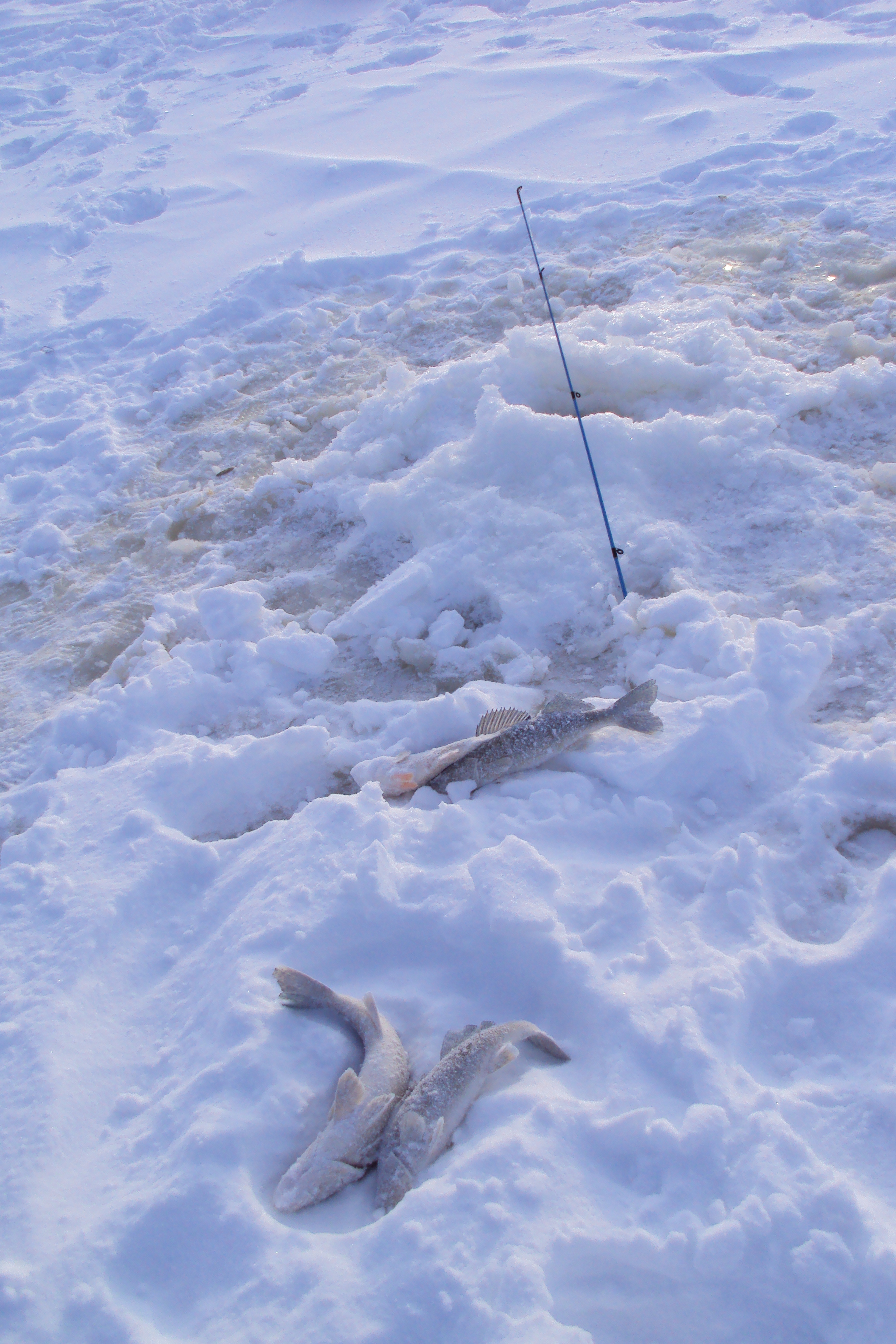 The catch so far, one perch and 3 walleye.