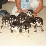 A picture taken of all the eight puppies.
