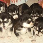 A close up of the husky puppies.
