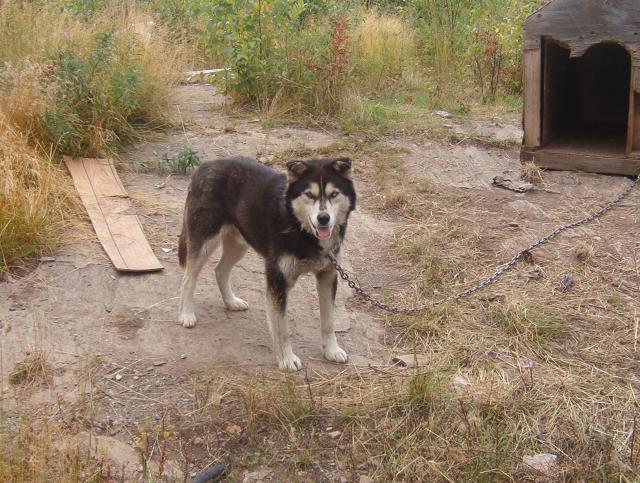 A picture of the male husky.